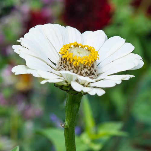 white flower Sarah Anne Mac Flickr