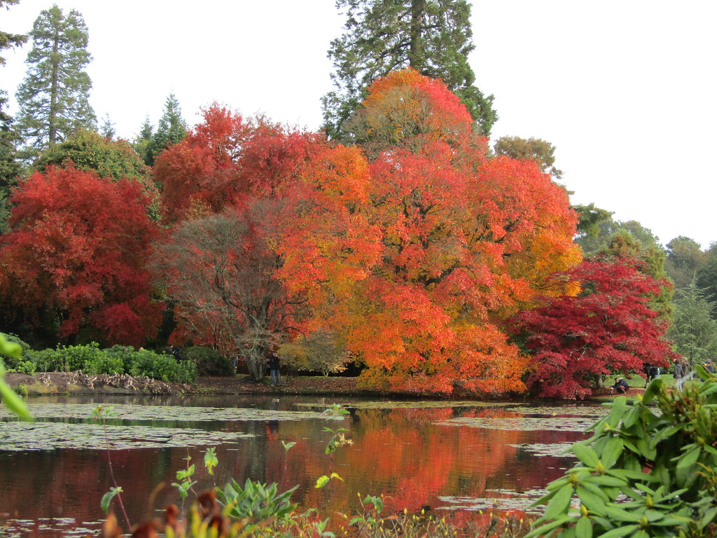 Autumn colours (Nyssa and Acers) A sunny late autumn day a… Flickr