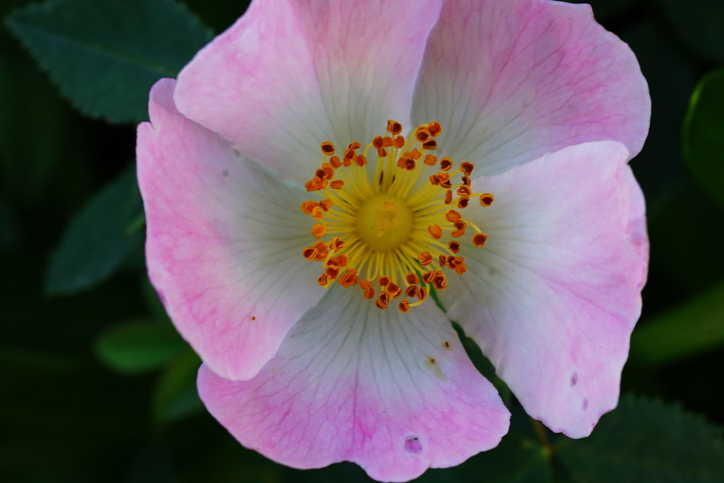 rose Healesville Yarra Valley Victoria Australia Christine Lynch