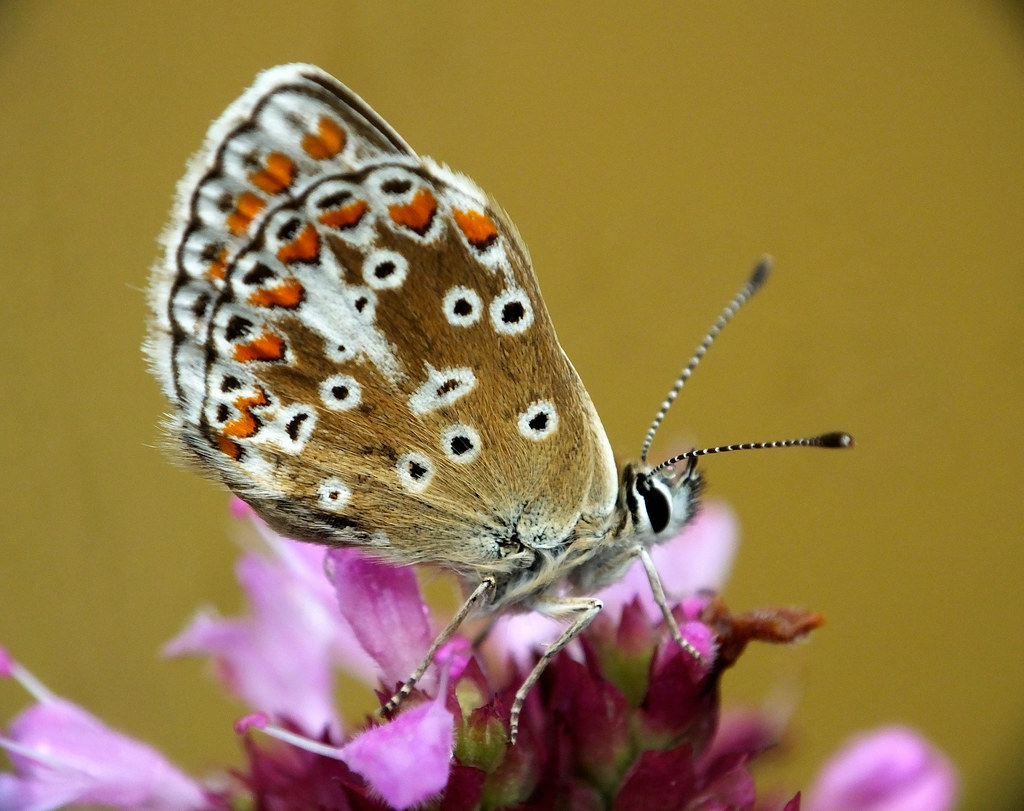 Brown Argus Aricia agestis Devon Butterfly Conservation, O… Flickr