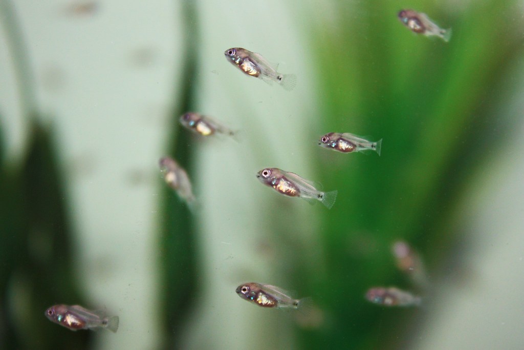 Electric Blue Acara Fry Eggs Laid 7/27/15 Hatched 7/29/15 … Flickr