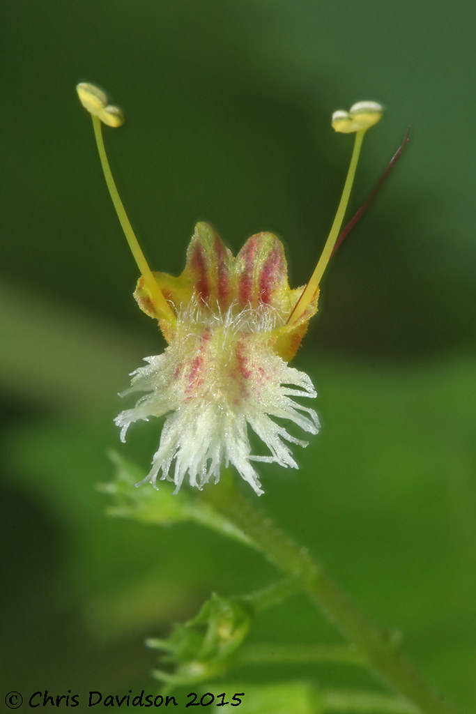 HBalm4862j Horse Balm (Collinsonia canadensis) Sussex Co… Flickr