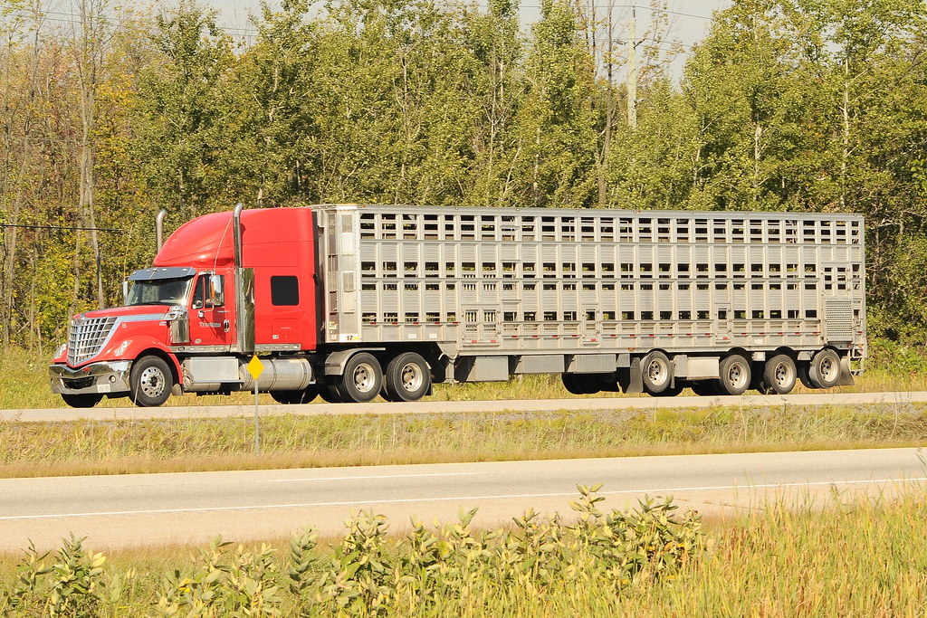 Livestock trucks Flickr
