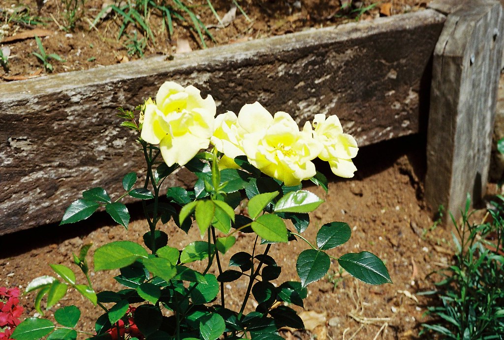 Yellow flower, carpet rose Taken using Canon Sure Shot 60 … Flickr