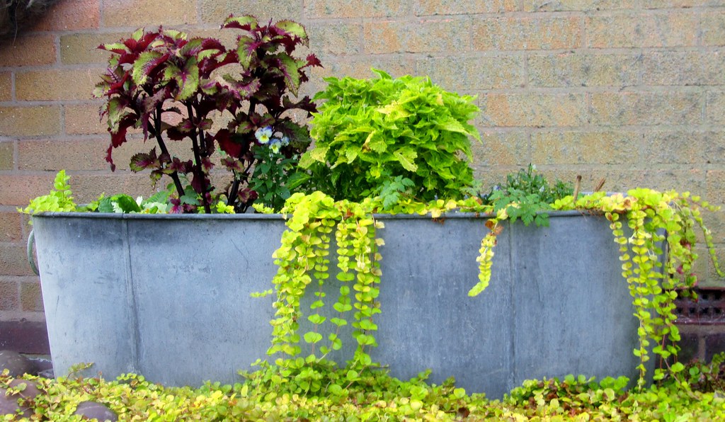 Container gardening An old tin bath in my front garden. Gl… Flickr