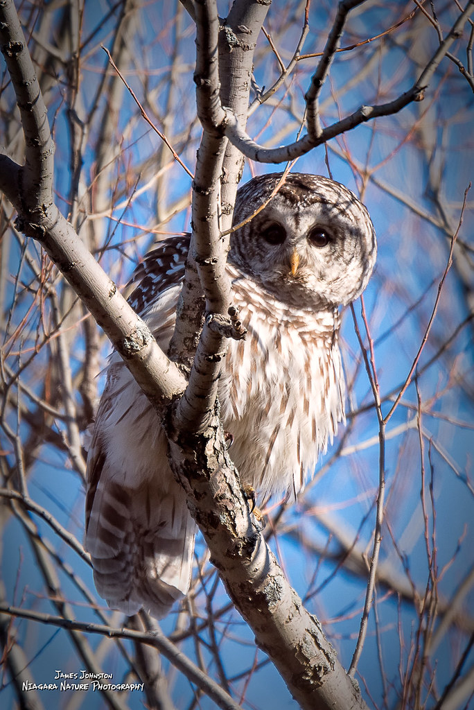 Barred Owl Tifft Nature Preserve, Buffalo, NY USA Jim Johnston Flickr