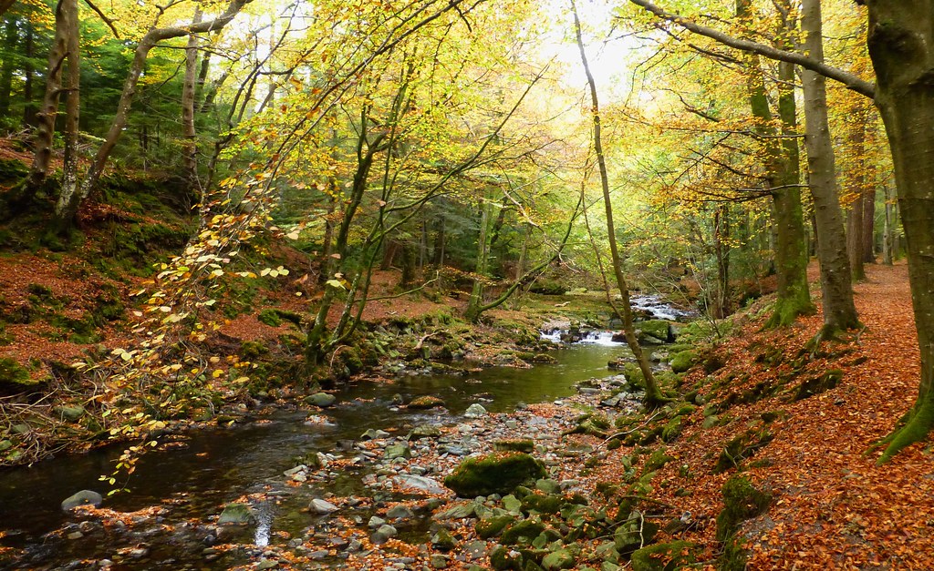 Tollymore Forest Park, Newcastle, County Down, Northern Ir… Flickr
