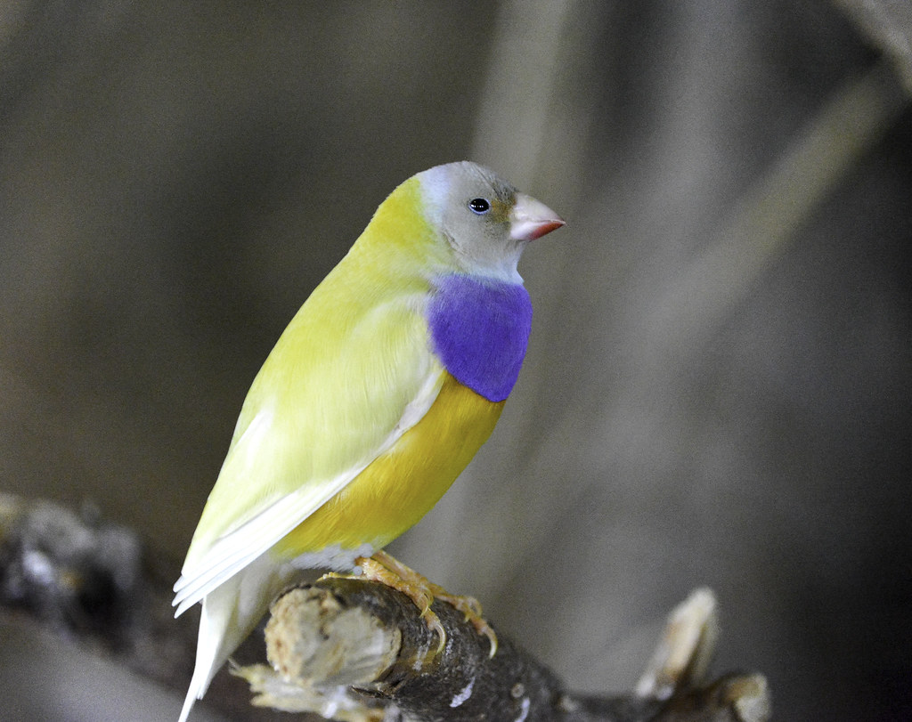Australian Dilute Finch Charles Patrick Ewing Flickr