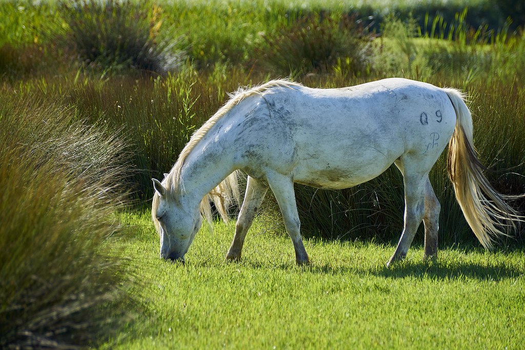horse from Camargue White horse frome camargue Songeur Instants