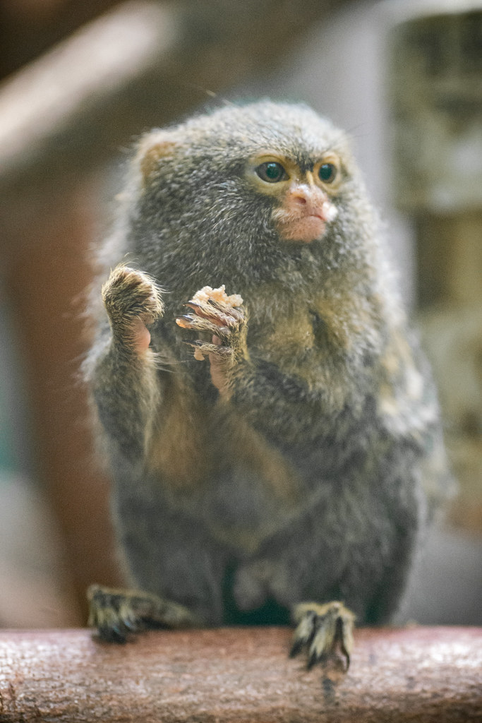 12 Interesting Facts About Pygmy Marmoset You Probably Didn’t Know