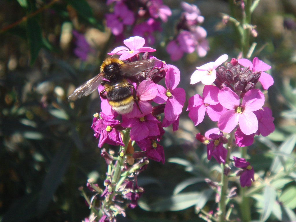 Bee_on_Wallflowers_2 FromAbbey Life Flickr