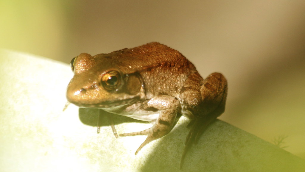 Closeup view of the bronze tree frog by our Driveway Flickr