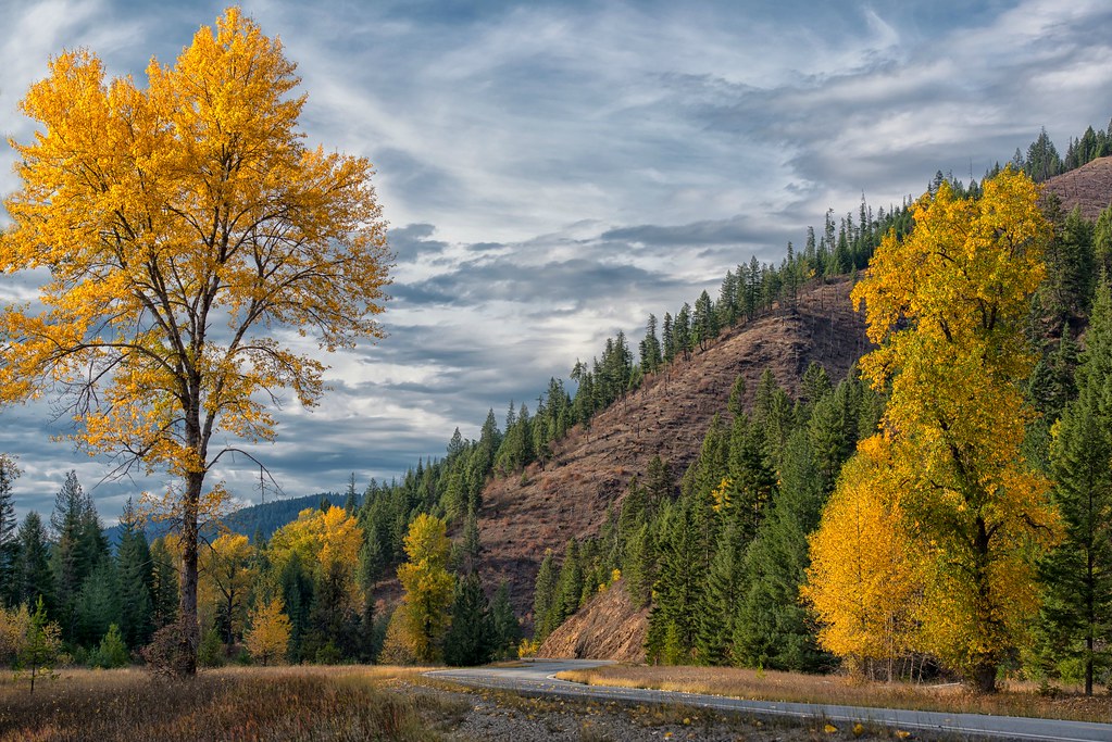 Fall Foliage Seasonal beauty along north Idaho's Thompson … Flickr