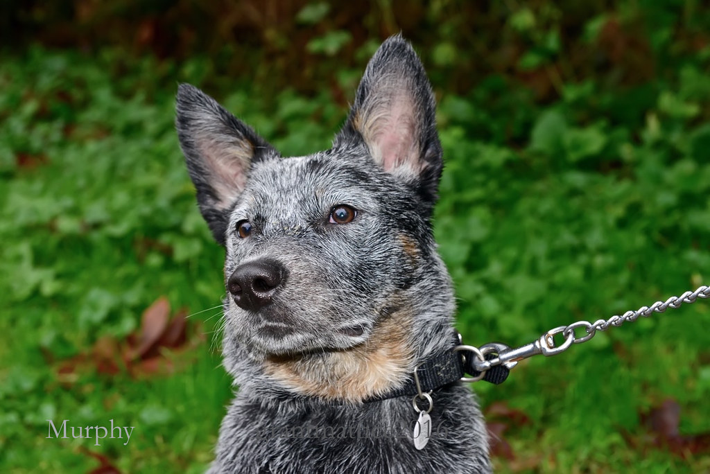 Murphy 6 month old Australian Cattle dog "Blue Heeler