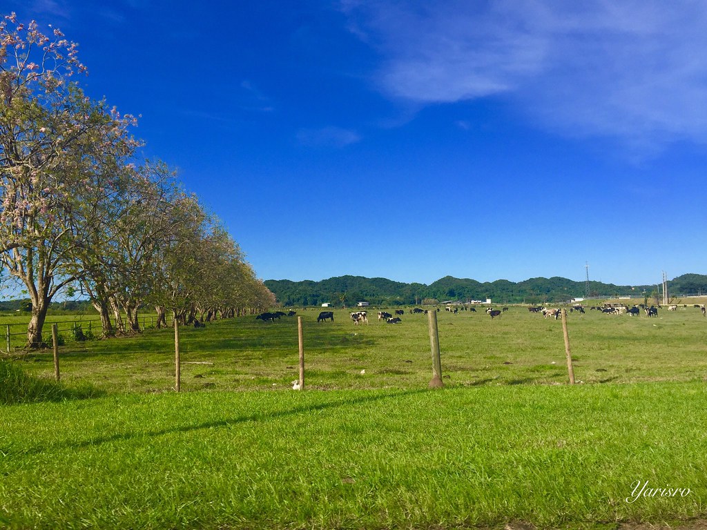 Campo de Puerto Rico Yaris Rv Flickr