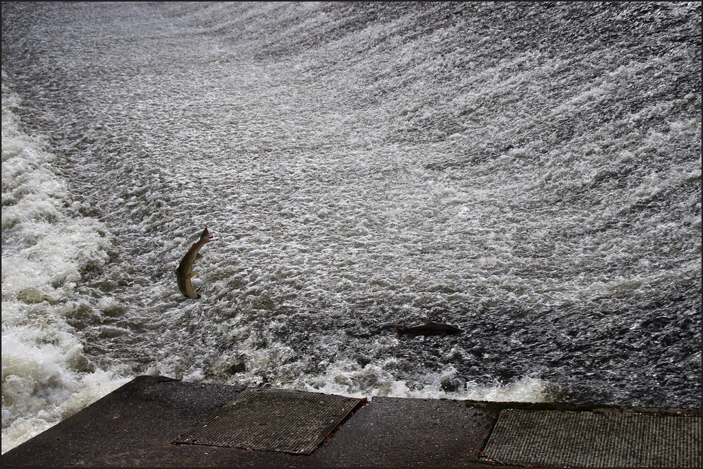 Shrewsbury Weir Salmon jumping 291016©Liz Callan (2) Flickr