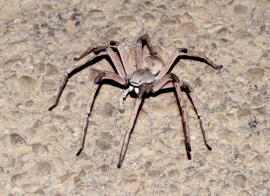 Australia Map Stinking Hot Desert Big Spiders Crocs Desert Spider Don't know the ID of this guy. Found crossin… Flickr