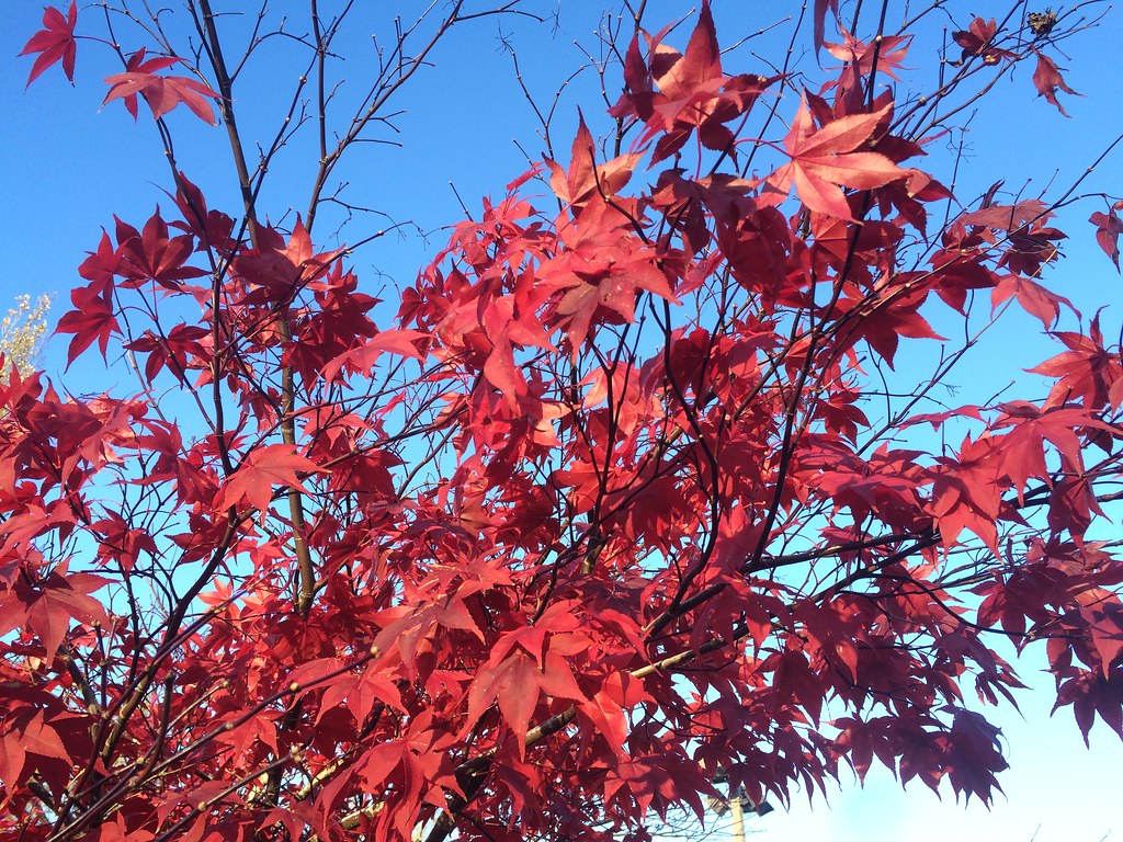 Port Hadlock WA Jefferson County Library Japanese mapl… Flickr