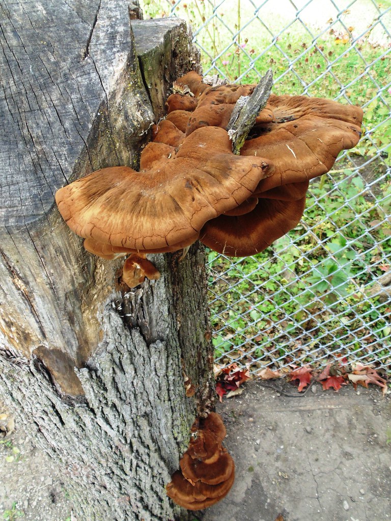 Mustard Yellow Polypore, a fungus, growing on an old stump… Flickr