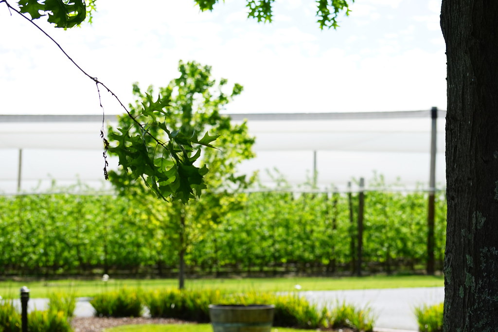 vines and cider Healesville Yarra Valley Victoria Australi