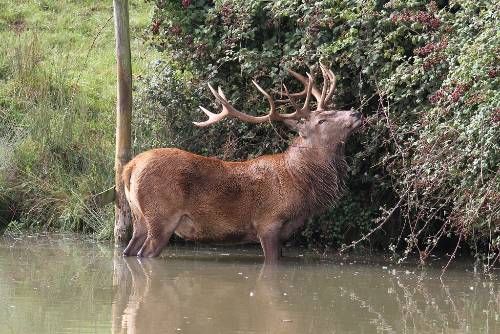 Stag eating blackberries derektufty1 Flickr