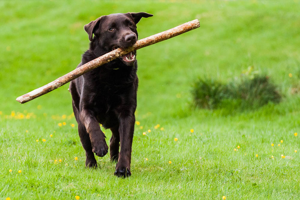 Codys Stock Wilfried Stevens Flickr