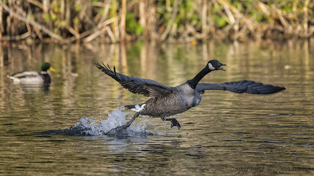Canada Goose Running TakeOff Images taken by hoan luong i… Flickr