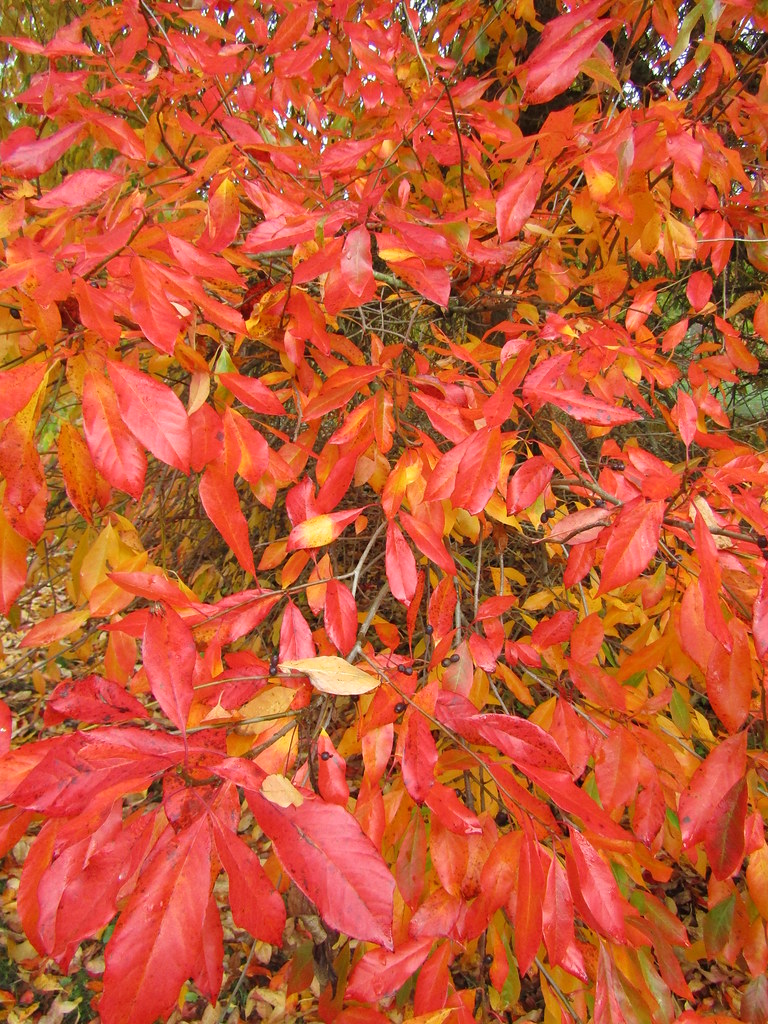 Nyssa sylvatica A sunny late autumn day at Sheffield Park,… Flickr