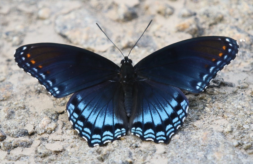 Redspotted Purple Admiral (Limenitis arthemis) A Fabulous… Flickr
