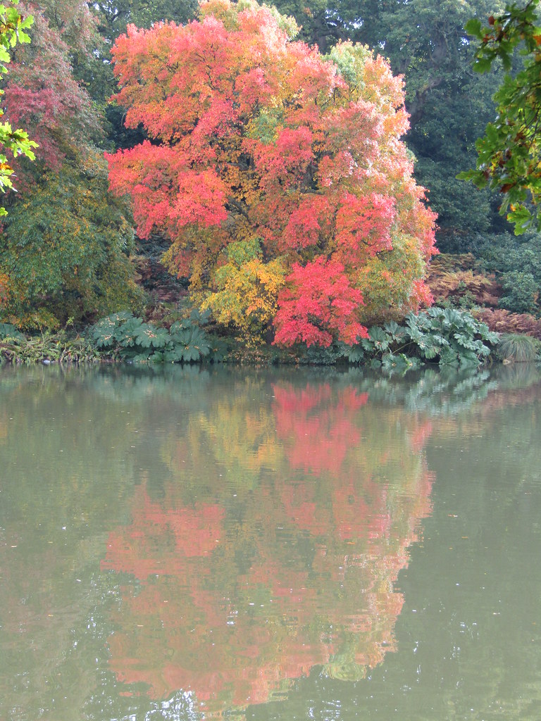 Nyssa A sunny late autumn day at Sheffield Park, near Uckf… Flickr