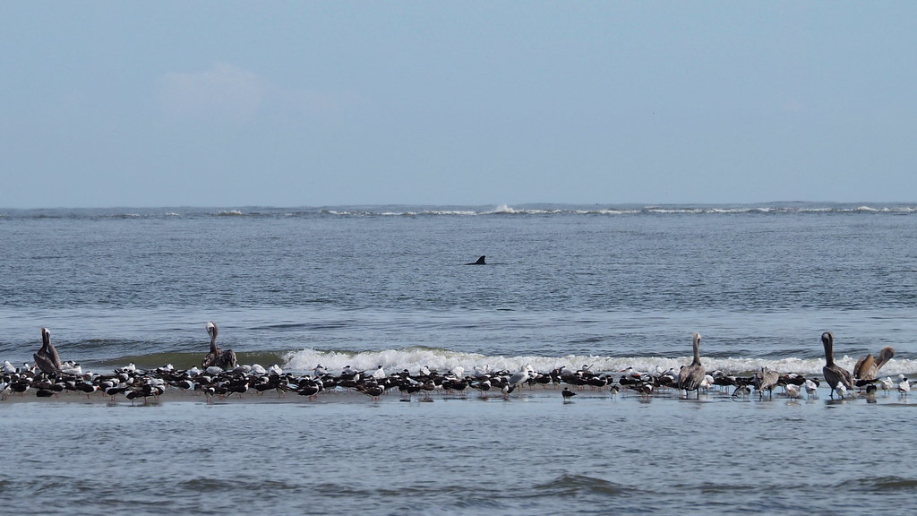 Dolphin Drive by OLYMPUS DIGITAL CAMERA carlinsc Flickr