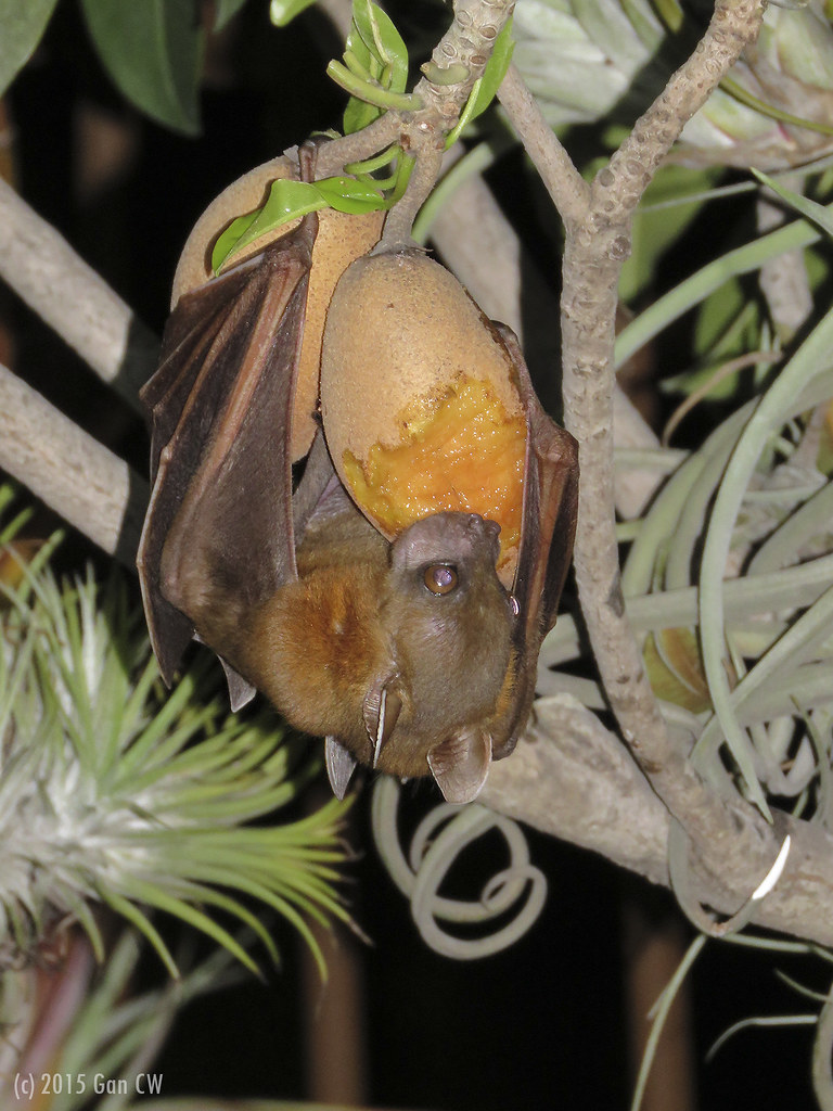 Fruit Bat eating Chiku fruit Lesser Shortnosed Fruit Bat … Flickr