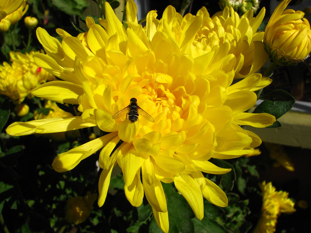 yellow chrysanthemum with bee Lisa Ann Yount Flickr