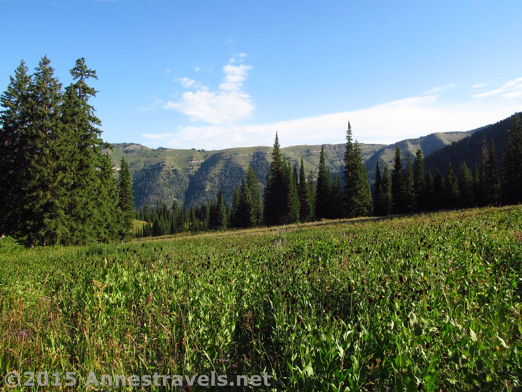 Hiking Lower Darby Canyon Hiking through meadows in Lower … Flickr