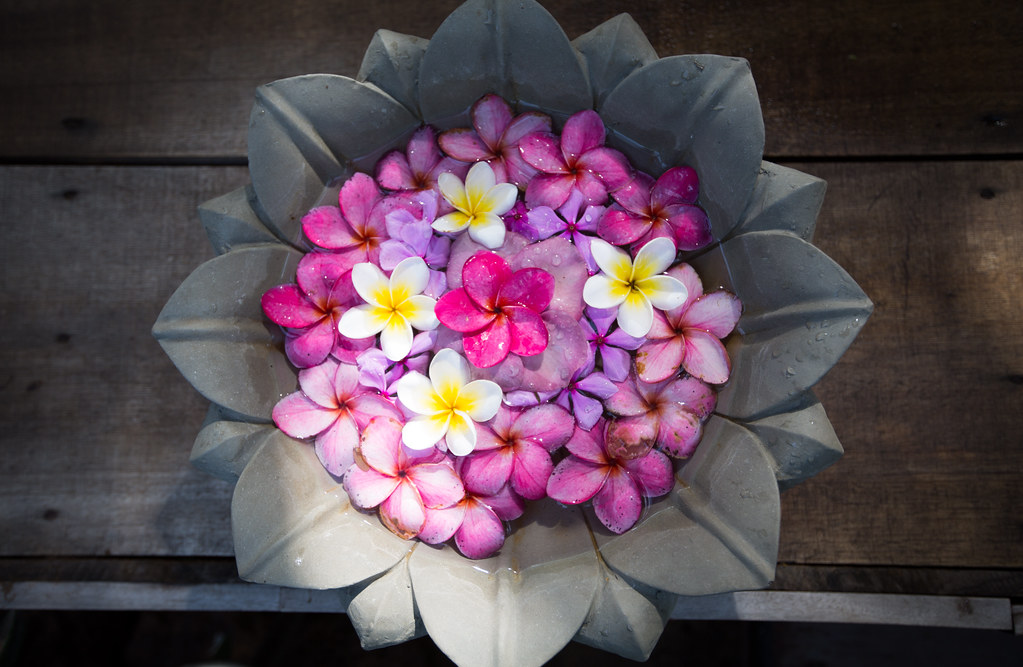 frangipani flowers some frangipani decoration in Sri Lanka… Paul