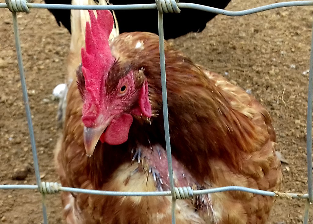 Chicken Cotswold Wildlife Park Charley Coulter Flickr