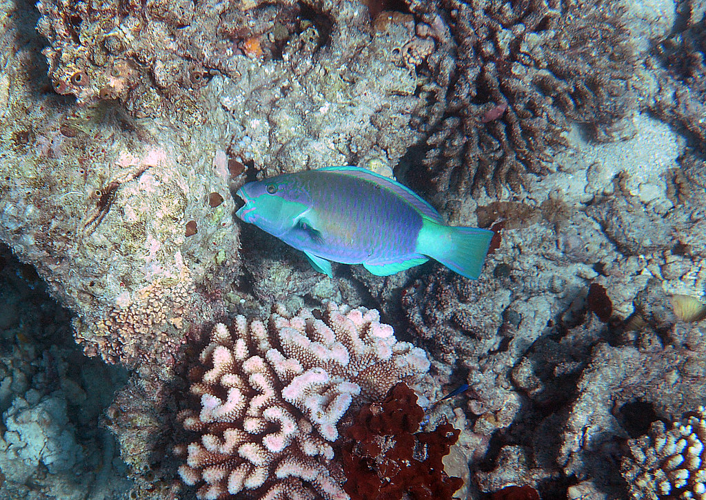 Parrot fish eating a coral, Maldeivs Coco Boduhithi Flickr
