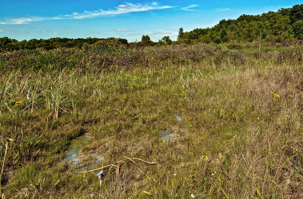 Clover Valley Fen State Natural Area Walworth Co., WI Aaron Carlson
