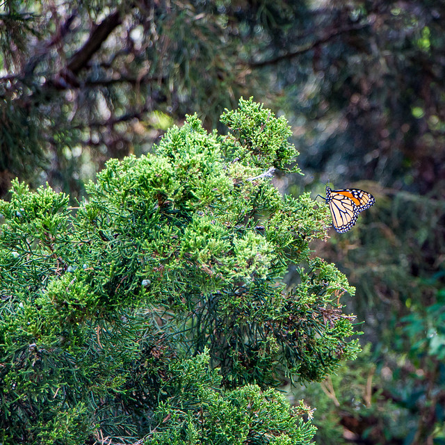 Flashing color a photo on Flickriver