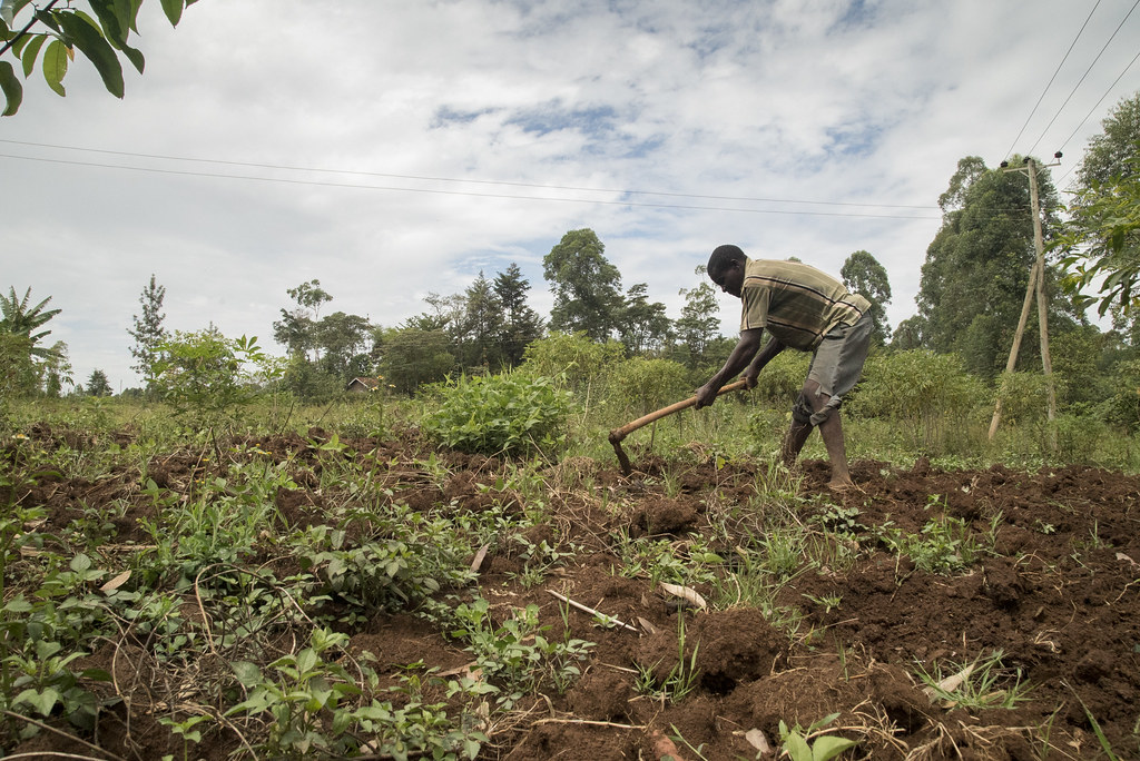 A farmer tills his land A farmer tills his farm near Kisum… Flickr