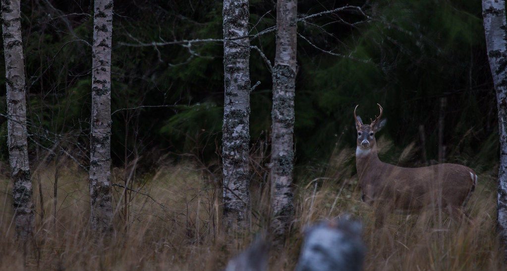 Windy nights buck Whitetaileddeer Valkohäntäkauris Mikko Sarén