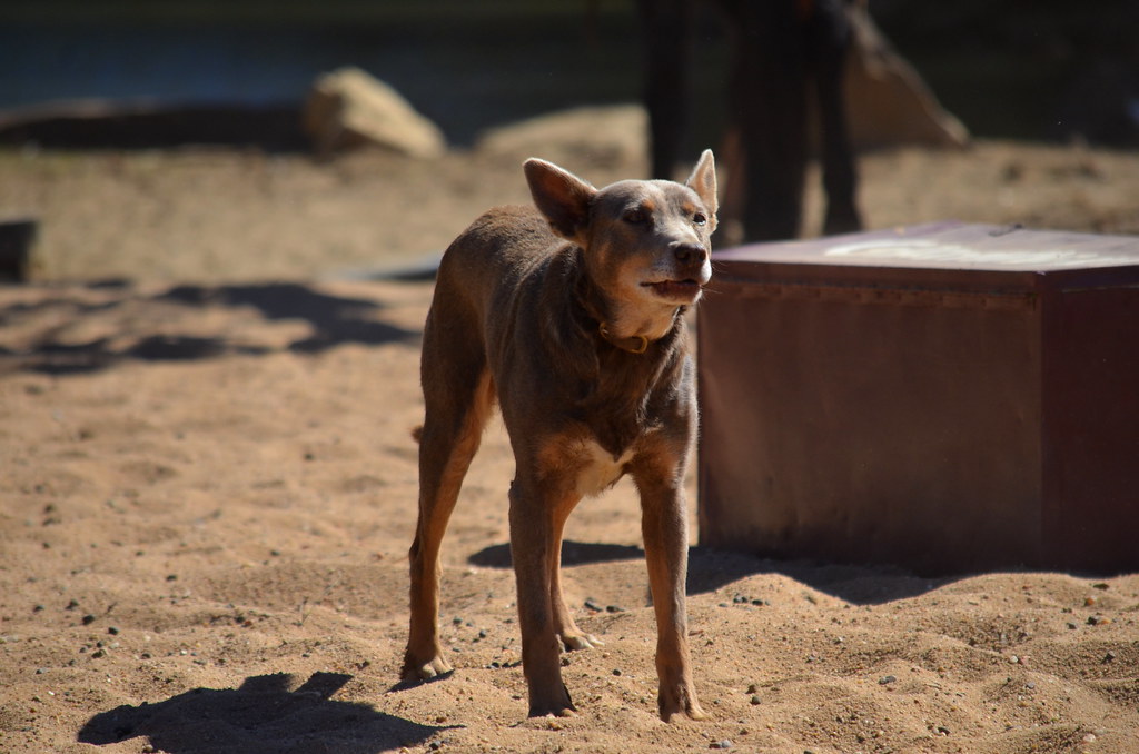 Kelpie Daytime show at the Australian Stockman's Hall of F… Flickr