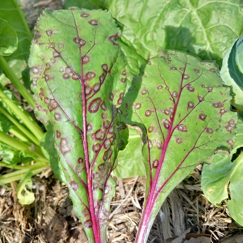 Beet Cercospora leaf spot Pathogen Cercospora beticola Flickr
