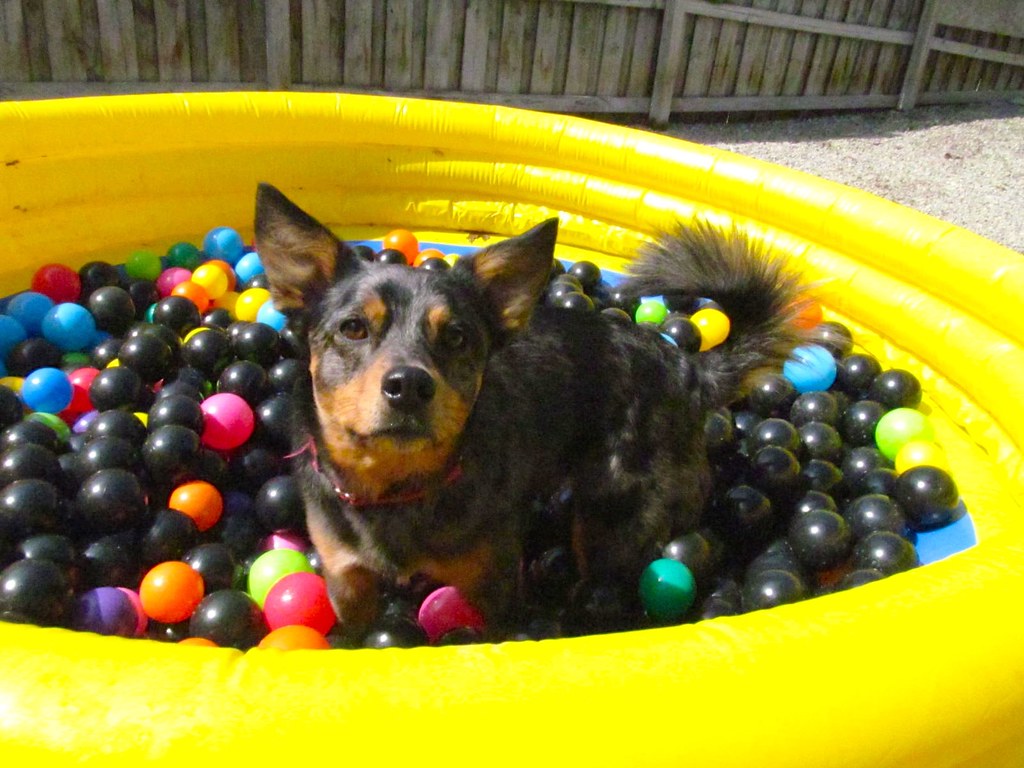 Ball pit fun 032115 Lucky Dog Retreat Flickr