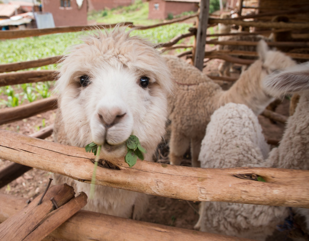 An Alpaca eats at the Ccaccaccollo Community and Women's W… Flickr