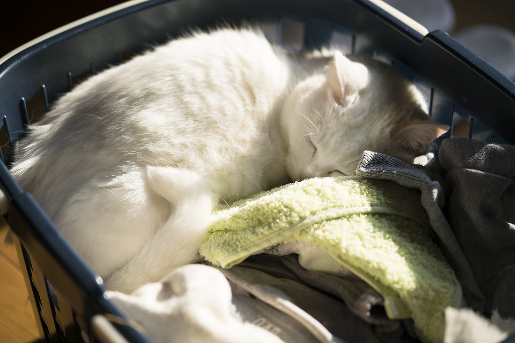 Cat in the laundry basket / Sony α7RII × FE 90mm F2.8 Macr… Flickr