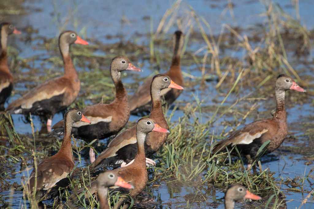 Hornsby Bend, Travis Co, TX 11/12/16 Flickr