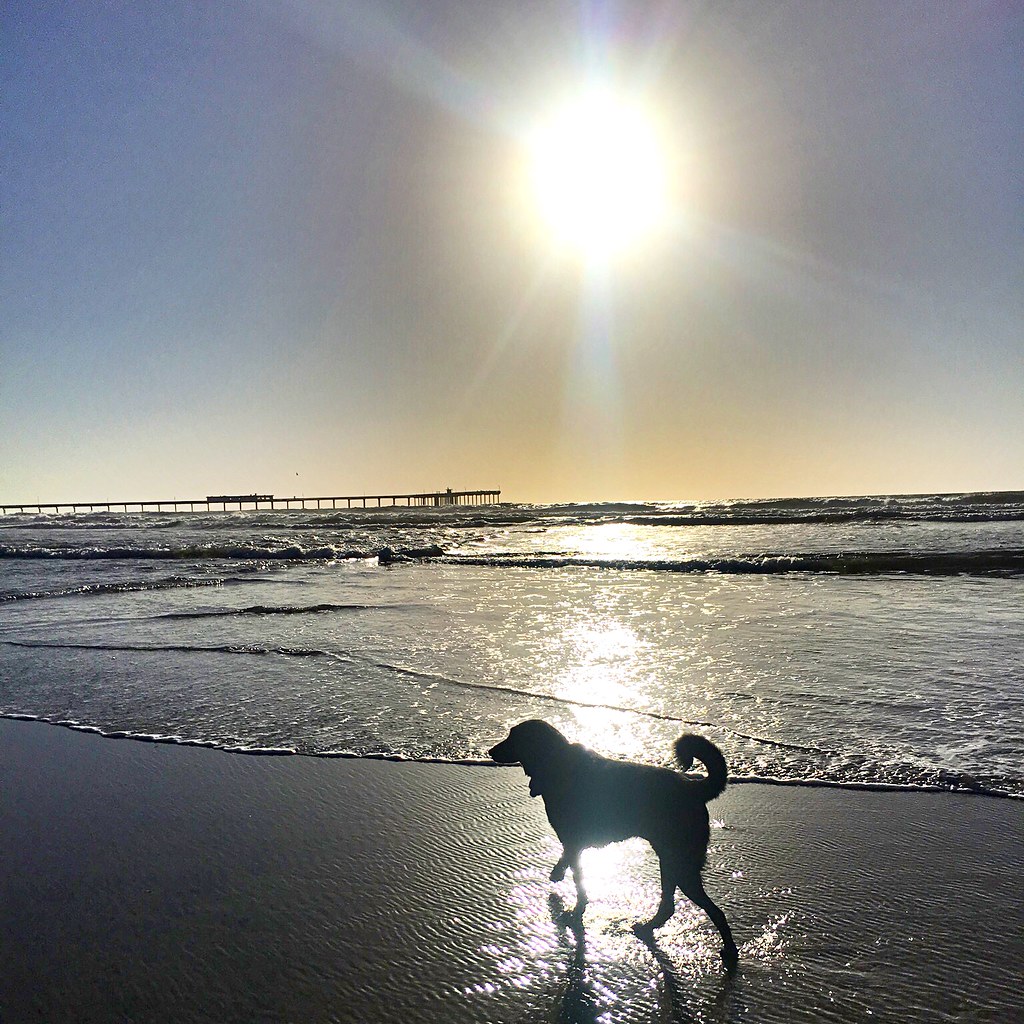 Addie on the beach Ocean Beach Dog Beach, San Diego, CA, N… Flickr