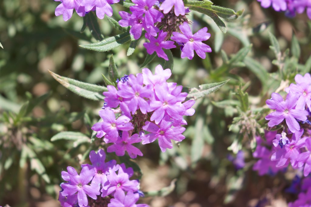 flower Ft StocktonTX 20150525at153653 Bettina Arrigoni Flickr