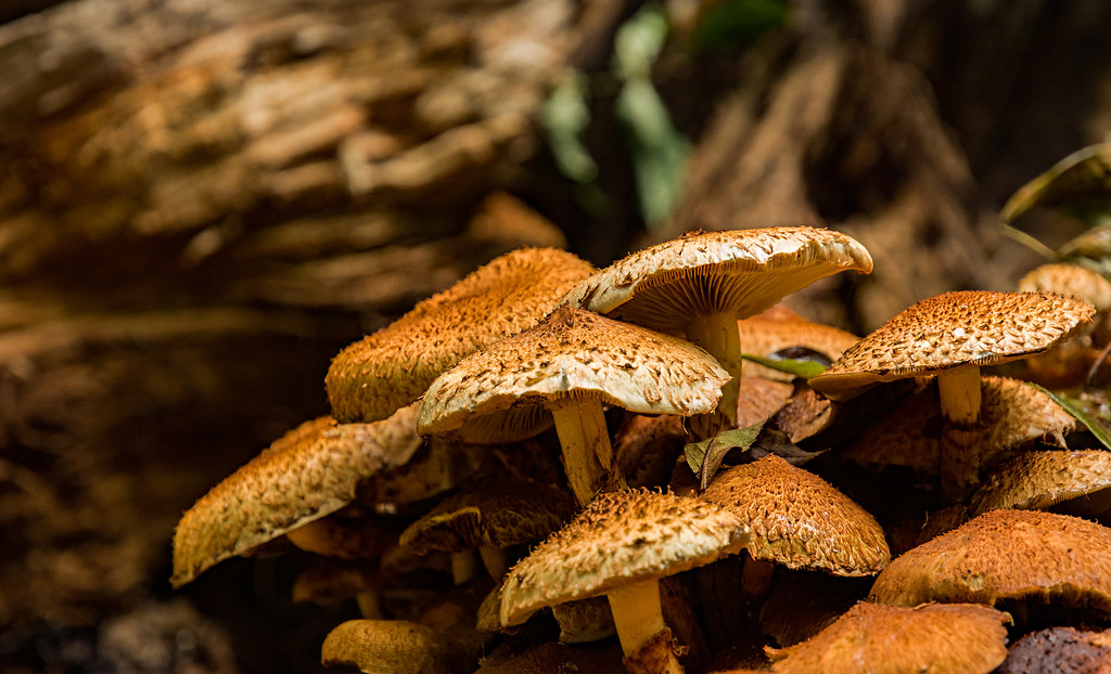 Honey fungus On a gloomy and murky day in the Malvern